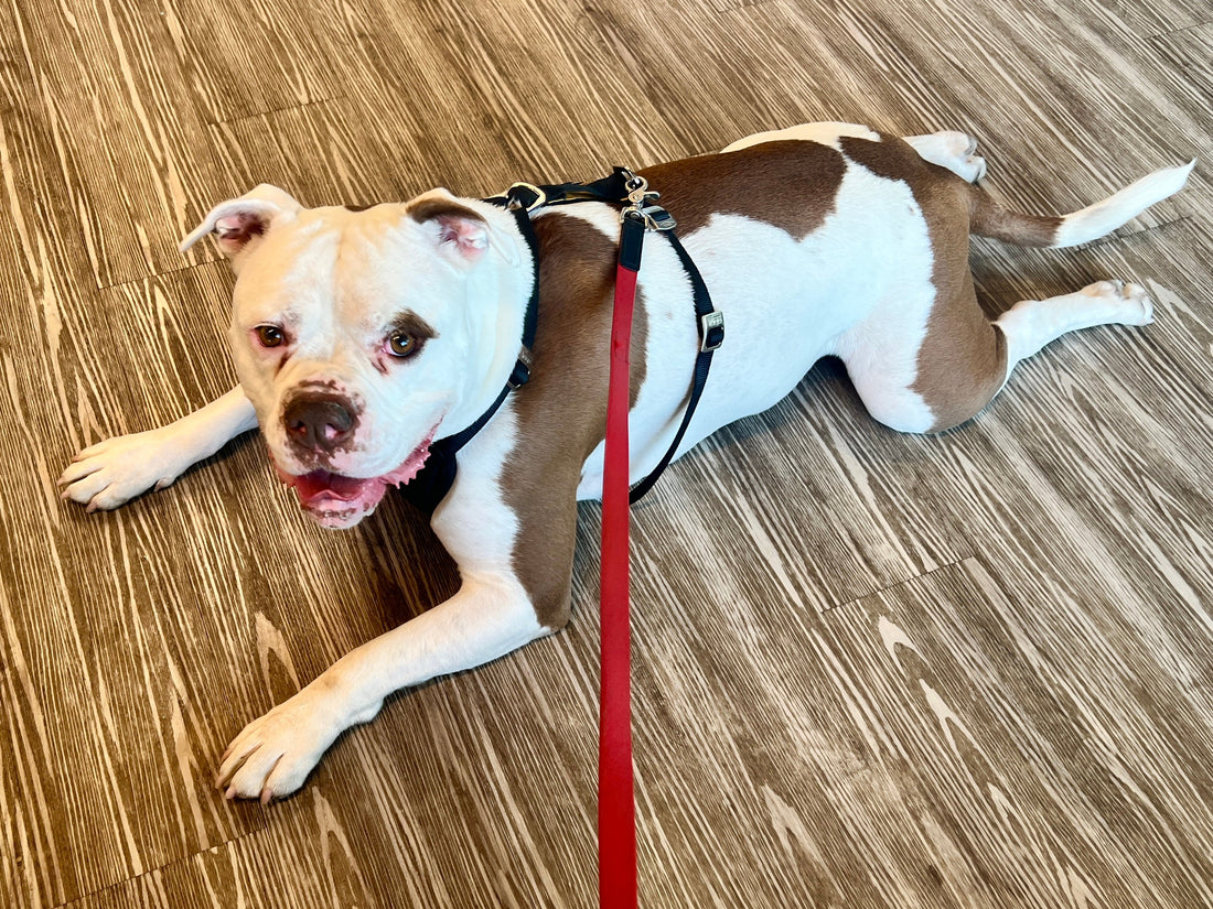 What to Do When Your Dog Has Food Allergies (and Why Raw Didn’t Work for Us)