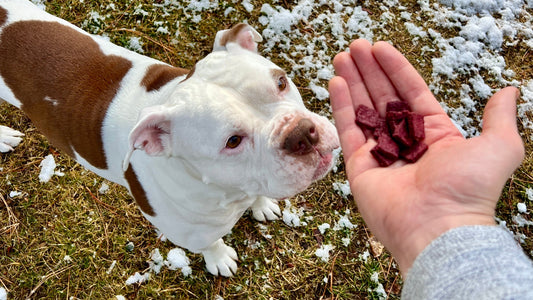What Should You Feed a Dog With Food Allergies?