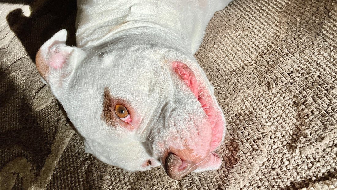 What Happened After 3 Months of Herbal Support for My Dog?