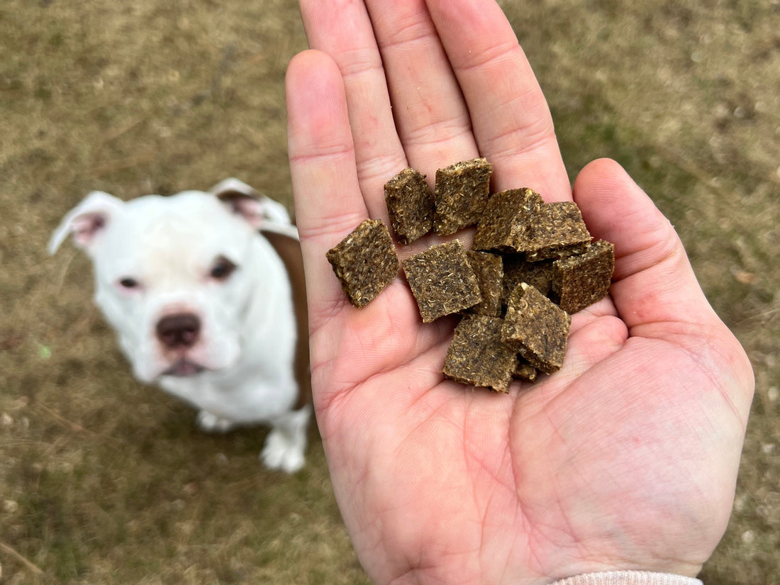 What Is Baseline Support for Dogs (and Why Sensitive Dogs Need It)?