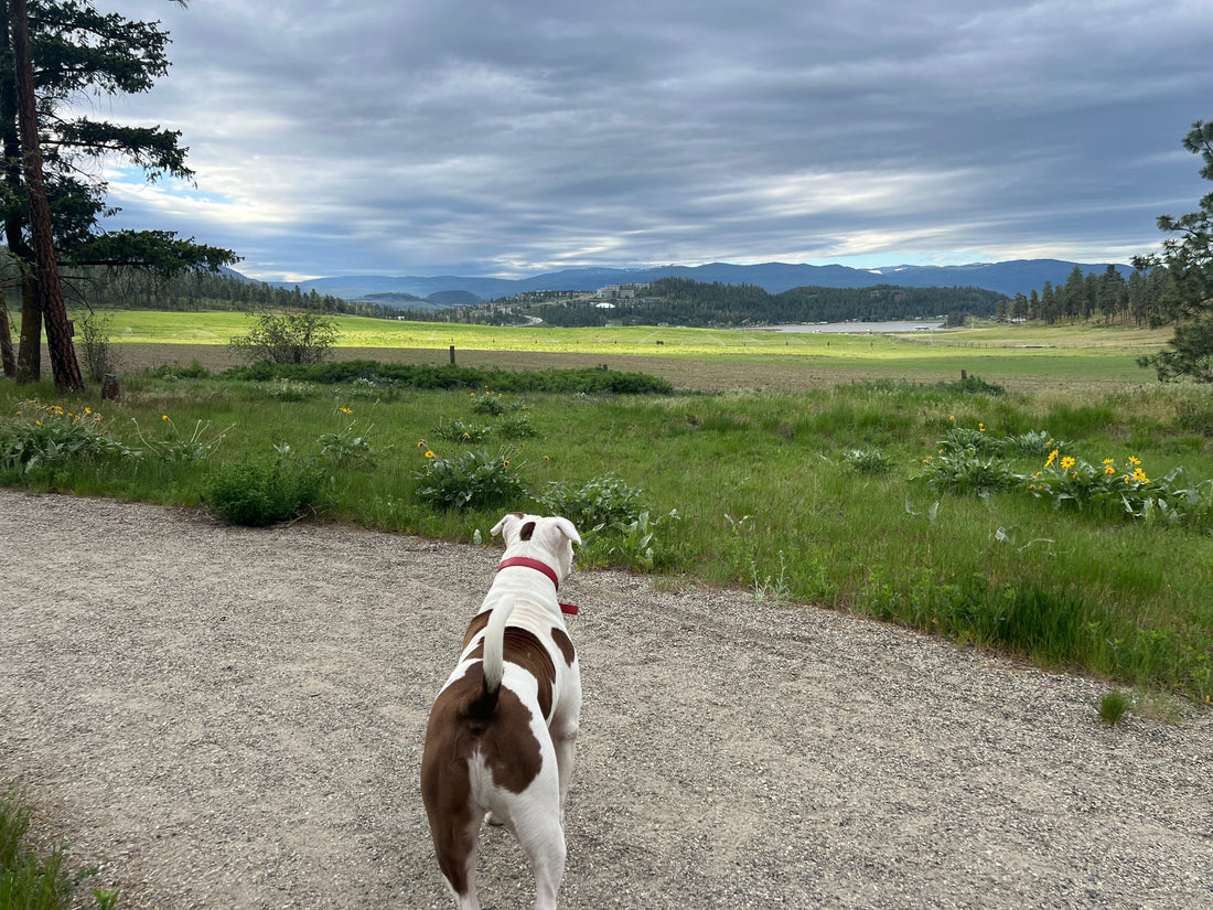 How Can You Manage Dog Allergies During Spring and Summer?
