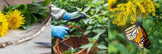The Liver & Kidney Support Trio in Tobey’s Crunch n’ Care™: Dandelion, Goldenrod & Nettle