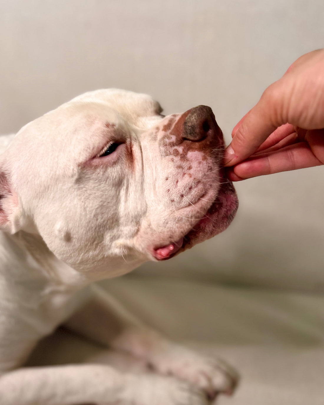 What Is Coconut Glycerin Doing in Your Dog’s Treats?
