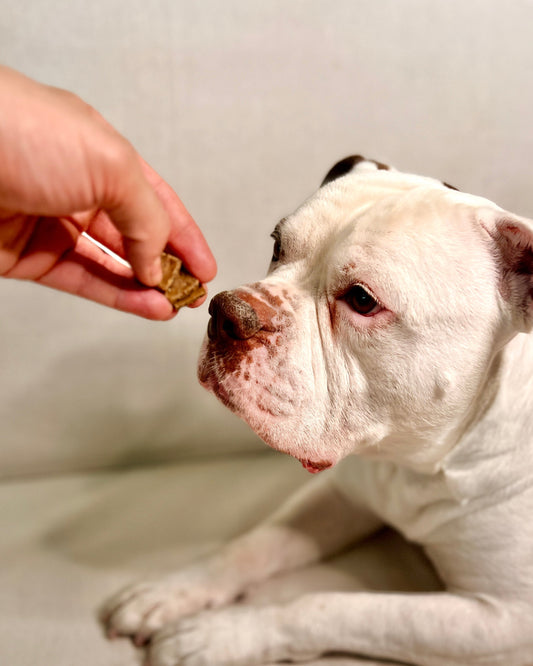 Why Did I Create Herb-Infused Dog Snacks for Sensitive Dogs?