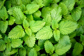 Close-up of green leaves with a natural background