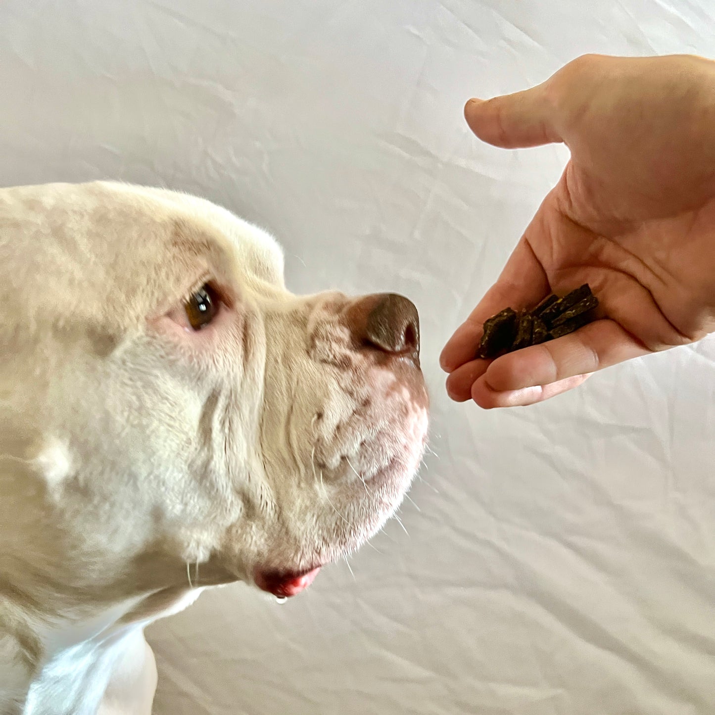 Dog looking at a treat held by a person's hand on a white surface