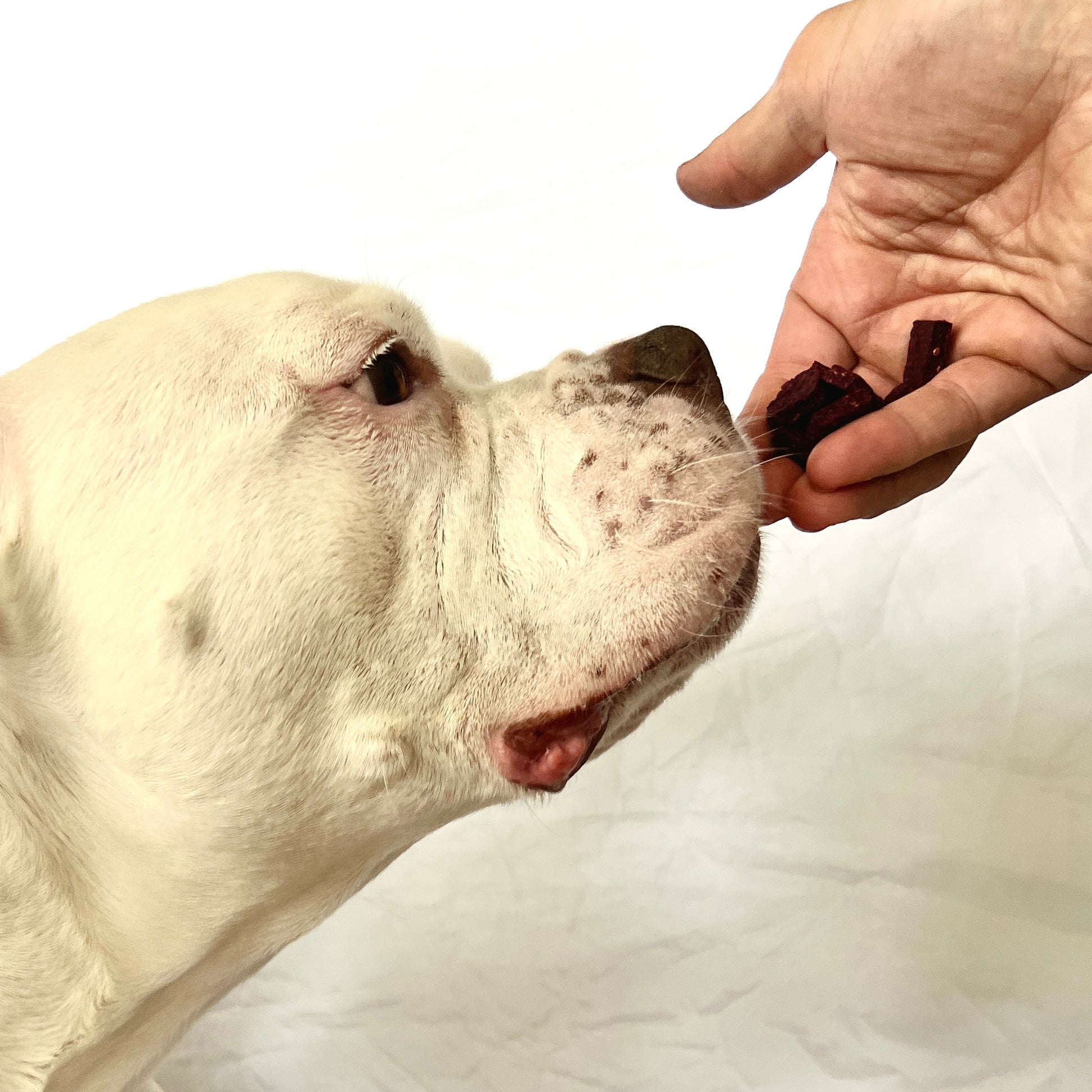 Tobey being fed a treat by a hand on a white background