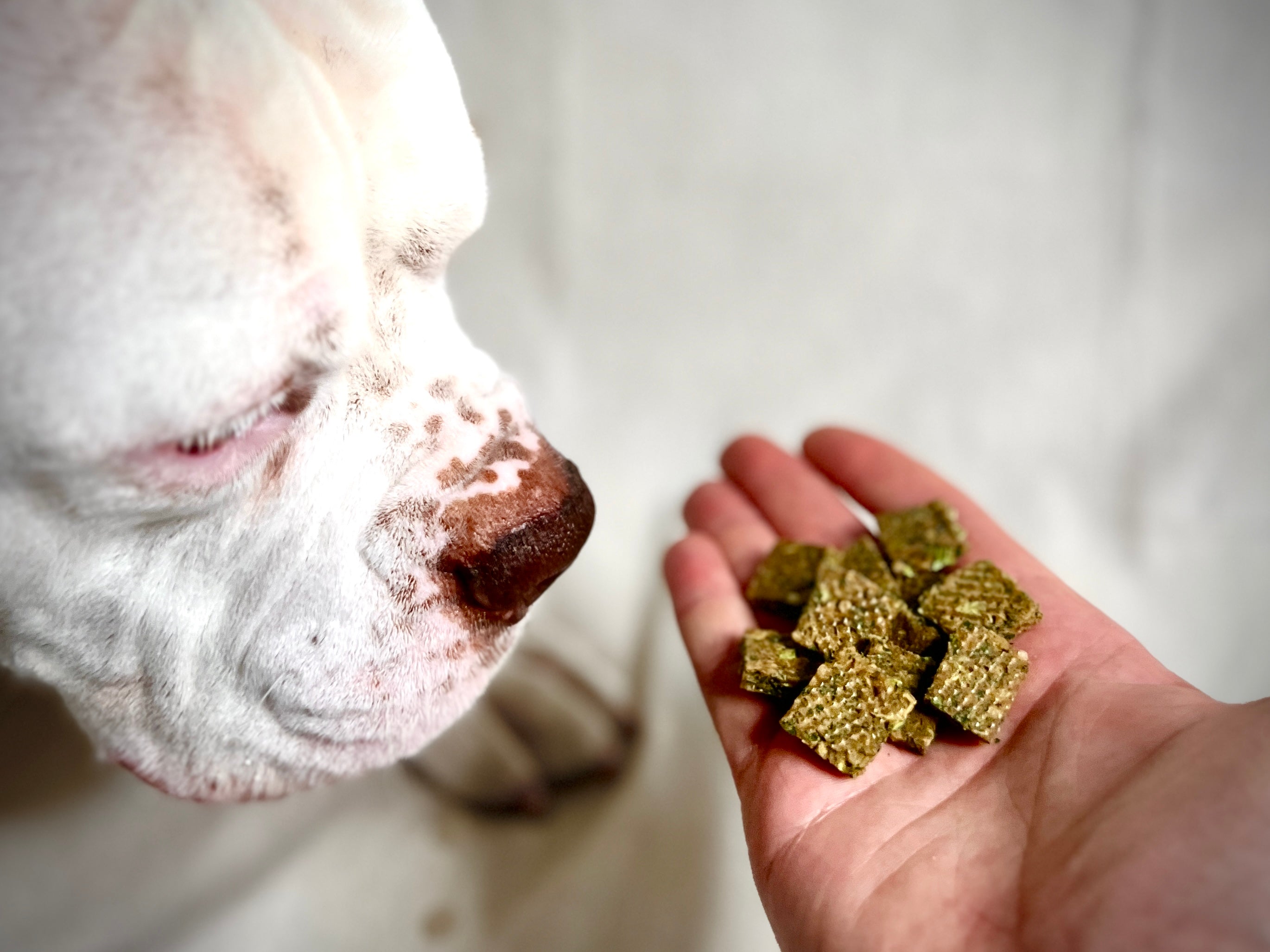 Tobey sniffing kale sardine salad Crunch n’ care snacks 