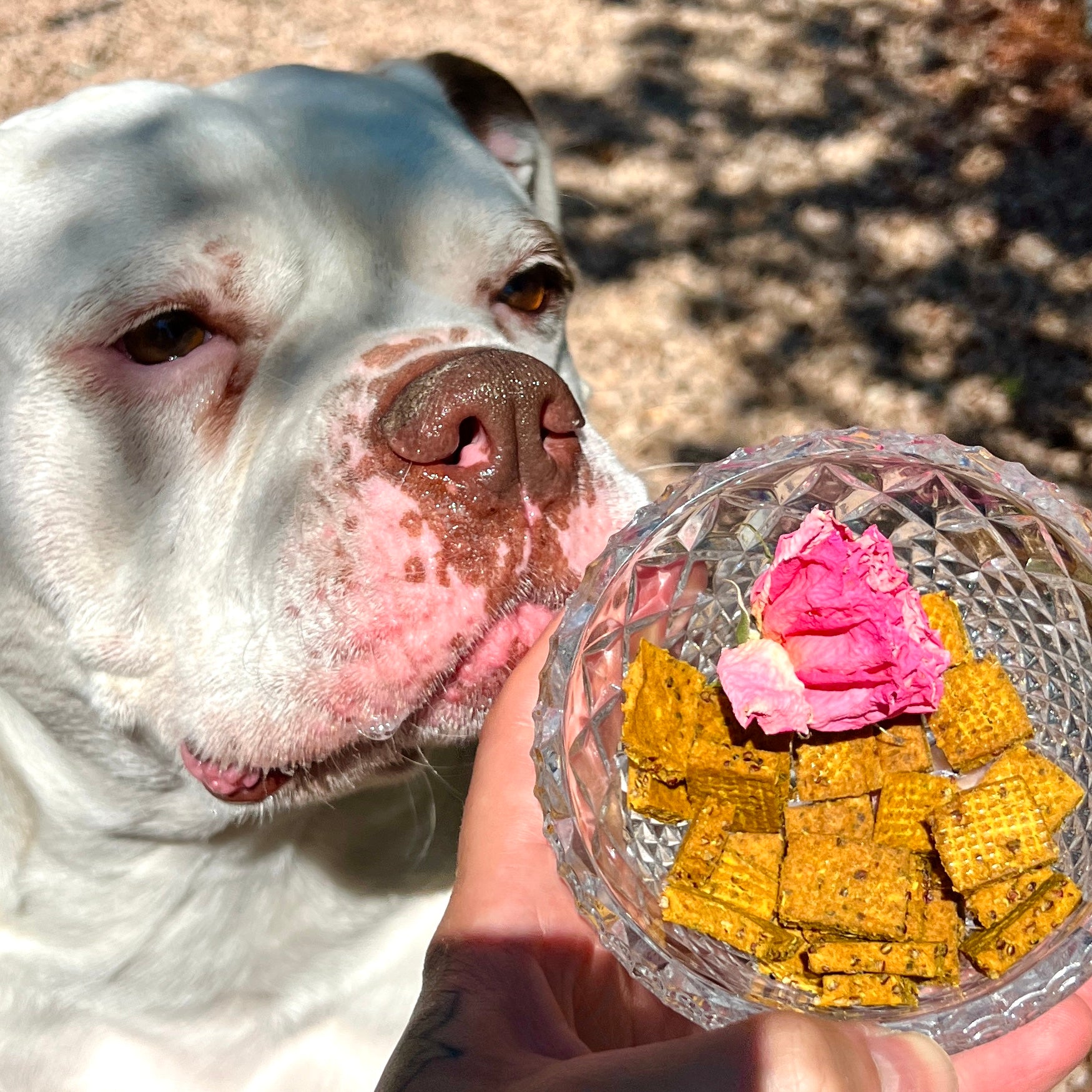 Tobey sniffs a bowl of crunchies outdoors with shadows on his face 