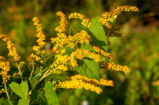 Yellow flowers with green leaves on a blurred natural background