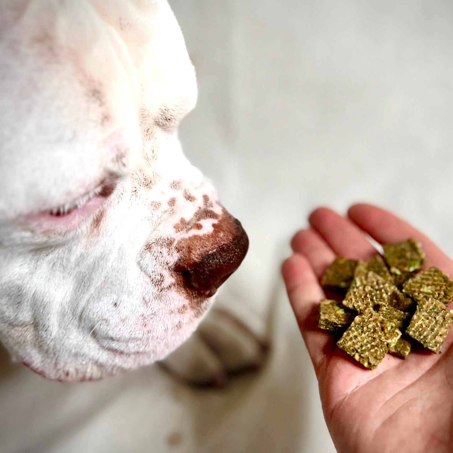 Dog sniffing at a hand holding gold-colored dog treats.