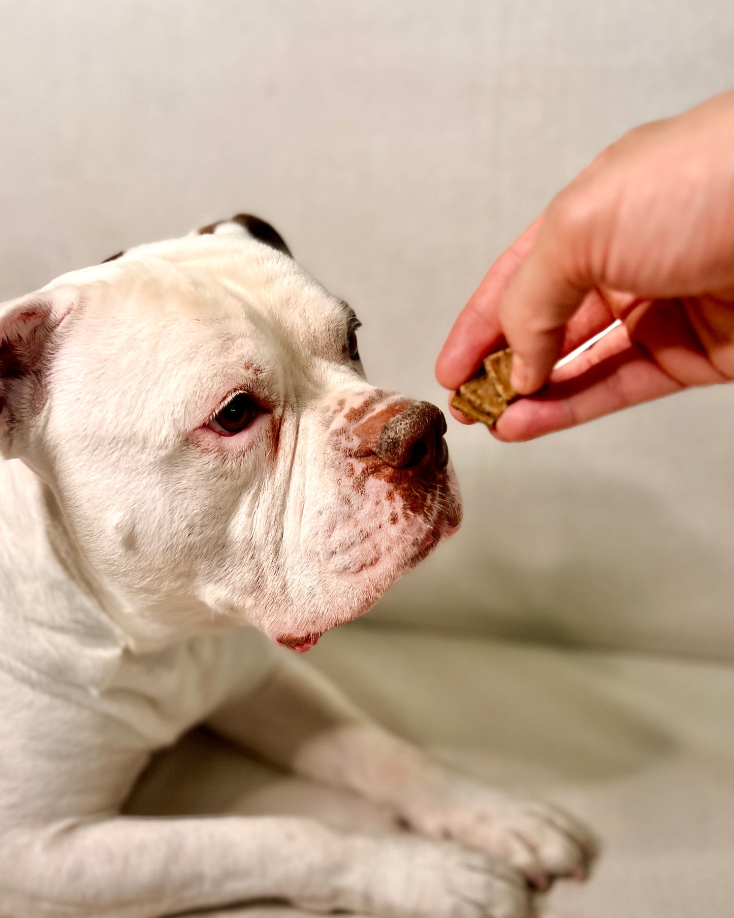 White bulldog being offered a treat by a hand on a neutral background