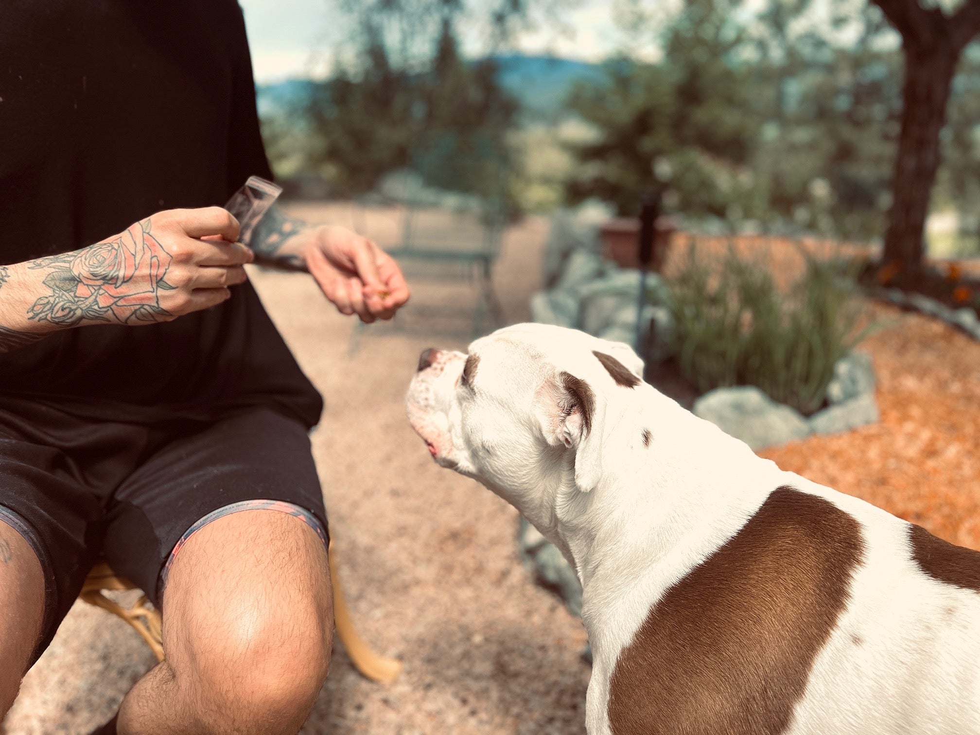 hands feeding Tobey a pumpkin spice crunchie
