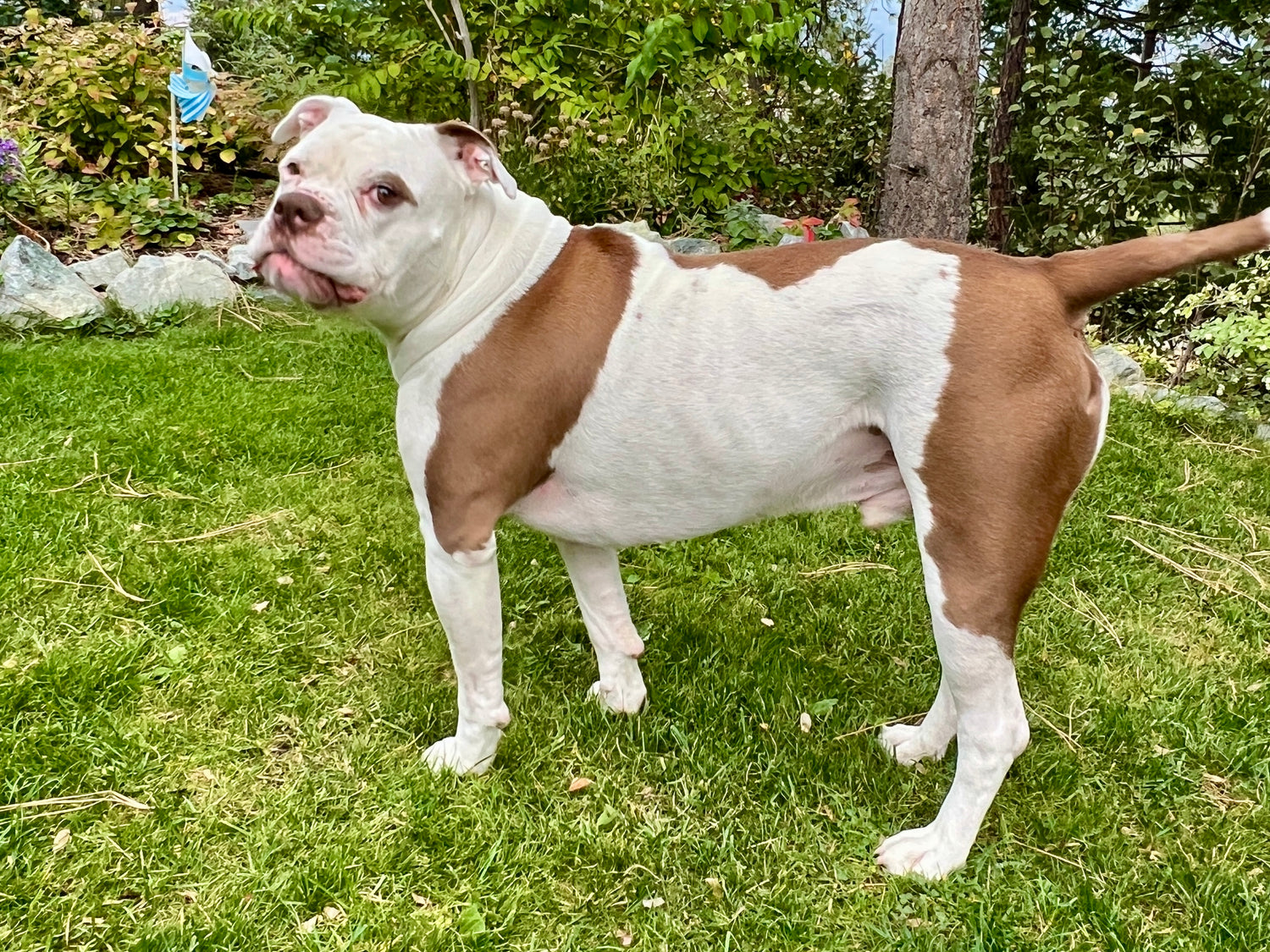 Brown and white dog standing on grass with trees in the background